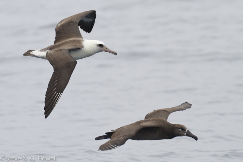 Off Mexico’s Baja California peninsula we may see Laysan and Black-footed Albatrosses, a sure sign that we’re back in the Northern Hemisphere and approaching (Alta) California… Credit: Steve Howell